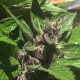 Auto Black Cream feminised Ganja Seeds