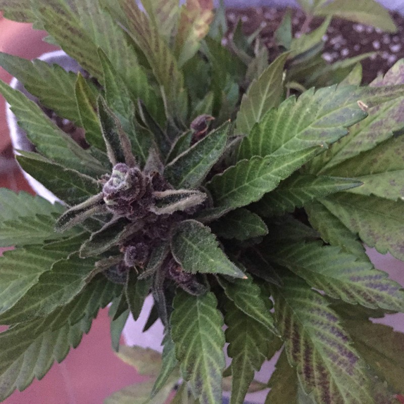 Auto Black Cream feminised Ganja Seeds