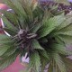 Auto Black Cream feminised Ganja Seeds