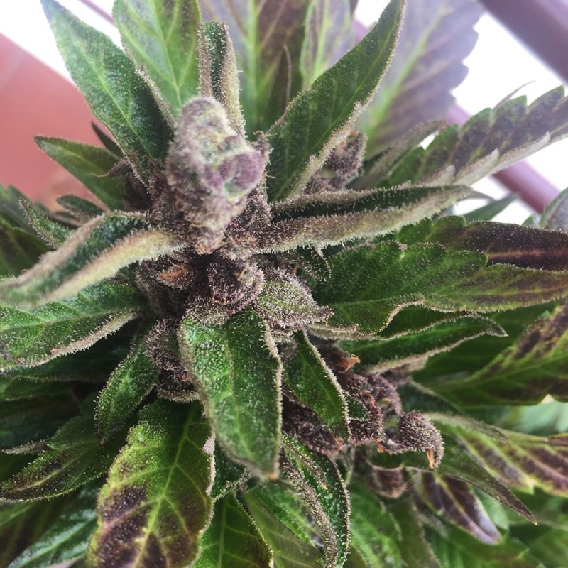 Auto Black Cream feminised Ganja Seeds