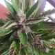 Auto Black Cream feminised Ganja Seeds
