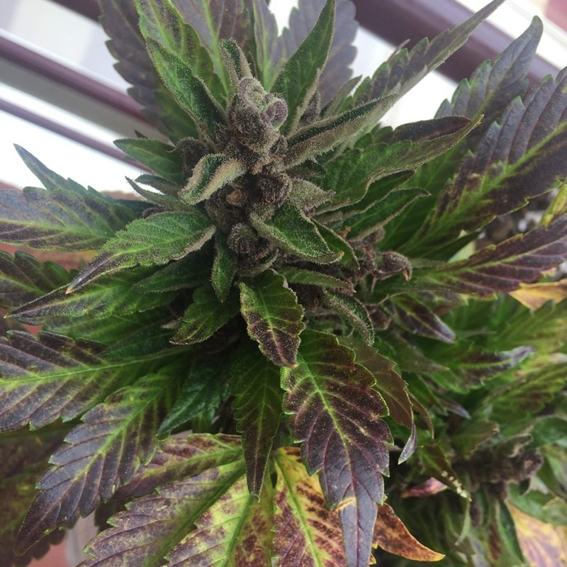 Auto Black Cream feminised Ganja Seeds