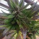 Auto Black Cream feminised Ganja Seeds