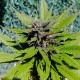 Auto Black Cream feminised Ganja Seeds