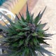 Auto Black Cream feminised Ganja Seeds