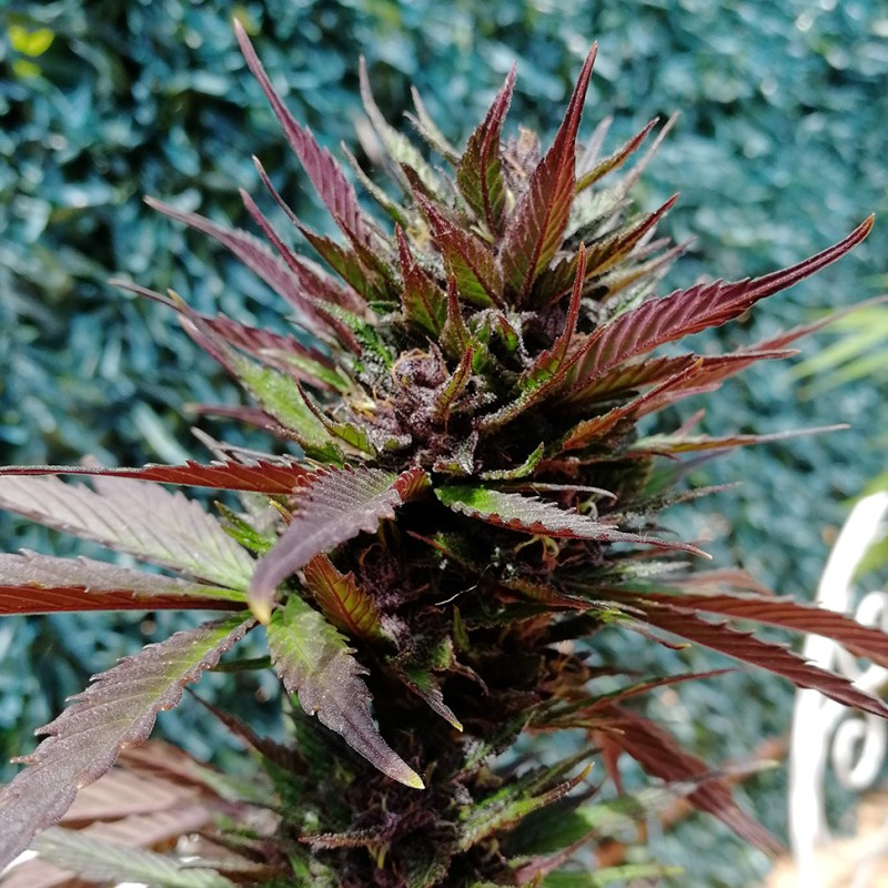 Auto Black Cream feminised Ganja Seeds