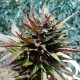 Auto Black Cream feminised Ganja Seeds