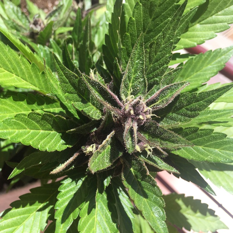 Auto Black Cream feminised Ganja Seeds