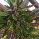Auto Black Cream feminised Ganja Seeds