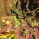 Auto Black Cream feminised Ganja Seeds