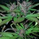 Auto Black Cream feminised Ganja Seeds