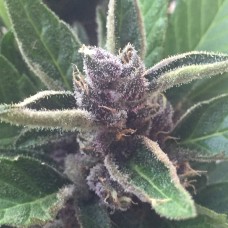 Auto Black Cream feminised Ganja Seeds