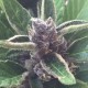 Auto Black Cream feminised Ganja Seeds