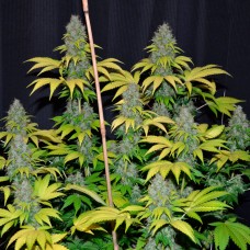 Bubble Gum feminised GanjaLiveSeeds