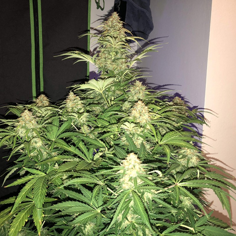 Auto Amnesia Haze feminised Victory Seeds - 5 насінин