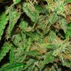 Big Devil feminised GanjaLiveSeeds
