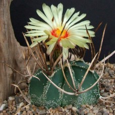 Astrophytum crassispinum MZ 571