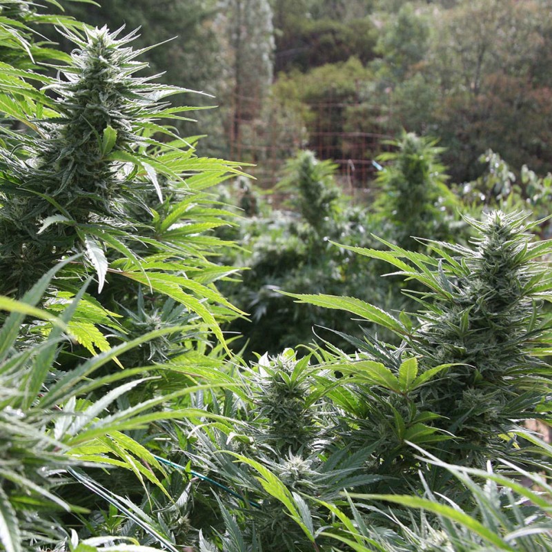 Auto The Ultimate feminised GanjaLiveSeeds