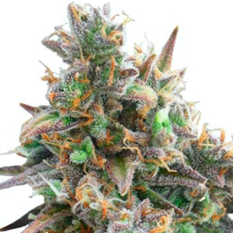 Auto Royal Bluematic feminised Ganja Seeds