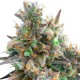 Auto Royal Bluematic feminised Ganja Seeds