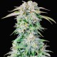 Auto Royal Bluematic feminised Ganja Seeds