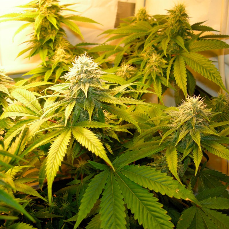White Russian feminised Ganja Seeds - 77 насінин