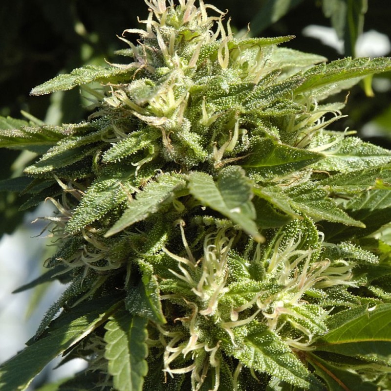 Shaman feminised Ganja Seeds