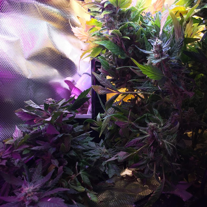 Auto Himalaya Blue Diesel feminised Ganja Seeds - 2 насінини