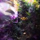 Auto Himalaya Blue Diesel feminised Ganja Seeds - 2 насінини