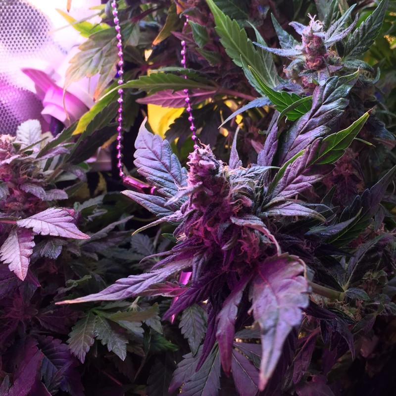 Auto Himalaya Blue Diesel feminised Ganja Seeds - 2 насінини