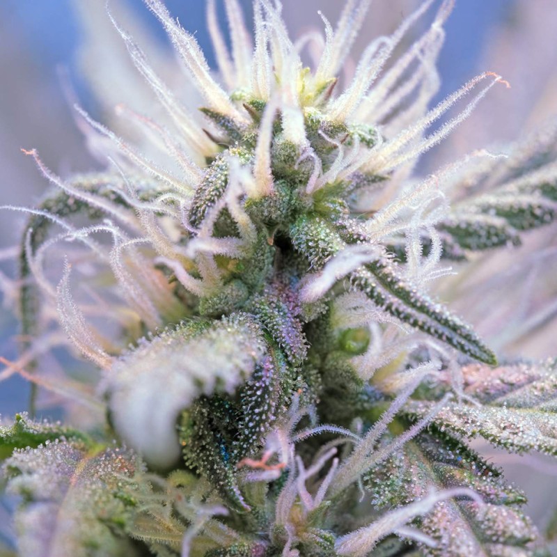 Auto Himalaya Blue Diesel feminised Ganja Seeds - 2 насінини