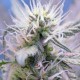 Auto Himalaya Blue Diesel feminised Ganja Seeds - 2 насінини