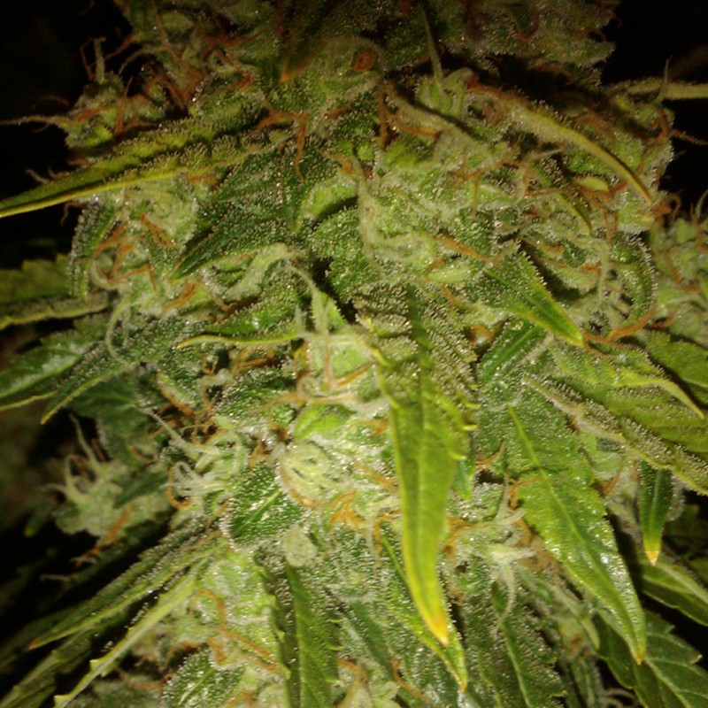 Auto Himalaya Blue Diesel feminised Ganja Seeds - 2 насінини