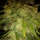 Auto Himalaya Blue Diesel feminised Ganja Seeds - 2 насінини