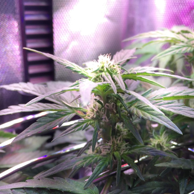 Auto Himalaya Blue Diesel feminised Ganja Seeds - 2 насінини