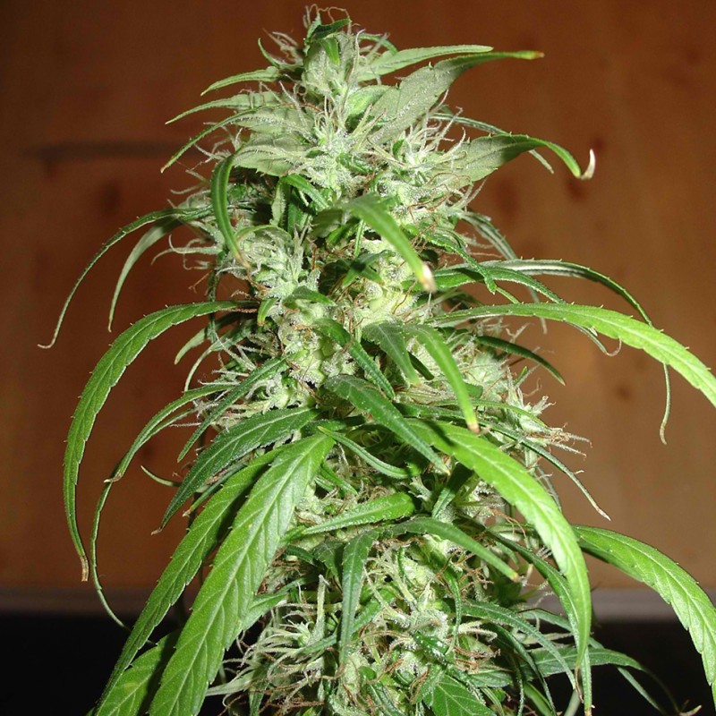 Nemesis feminised Ganja Seeds - 777 насінин