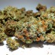 Chronic feminised GanjaLiveSeeds