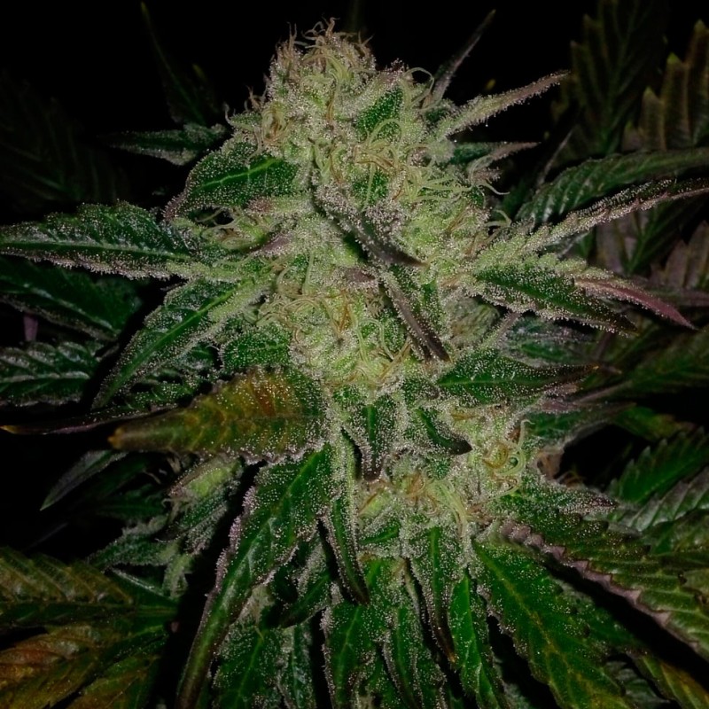 Chronic feminised GanjaLiveSeeds