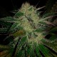 Chronic feminised GanjaLiveSeeds