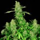 Chronic feminised GanjaLiveSeeds