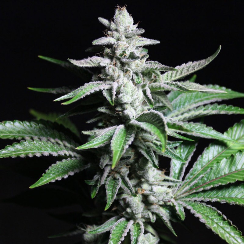 Chronic feminised GanjaLiveSeeds