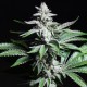 Chronic feminised GanjaLiveSeeds