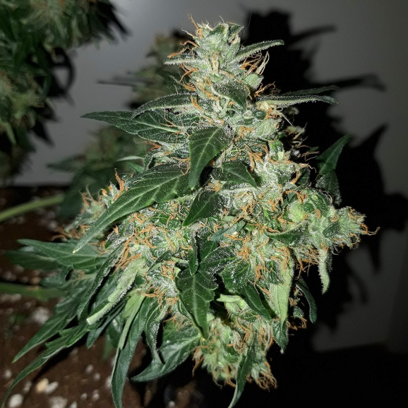 Auto Big Angel feminised Victory Seeds
