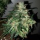Auto Big Angel feminised Victory Seeds