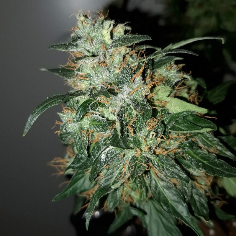 Auto Big Angel feminised Victory Seeds