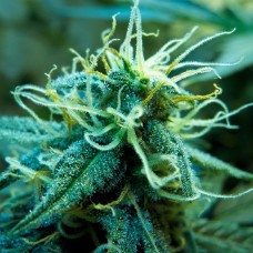 Blue Mango feminised GanjaLiveSeeds