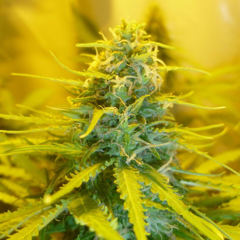 Blue Mango feminised GanjaLiveSeeds