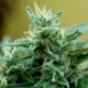 Blue Mango feminised GanjaLiveSeeds