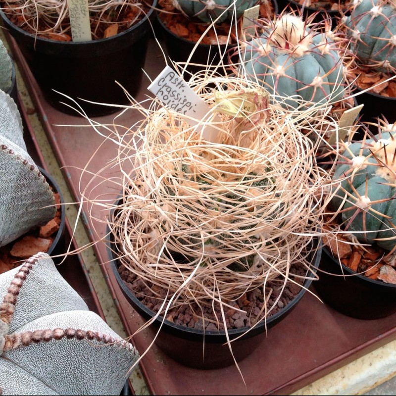 Astrophytum crassispinoides