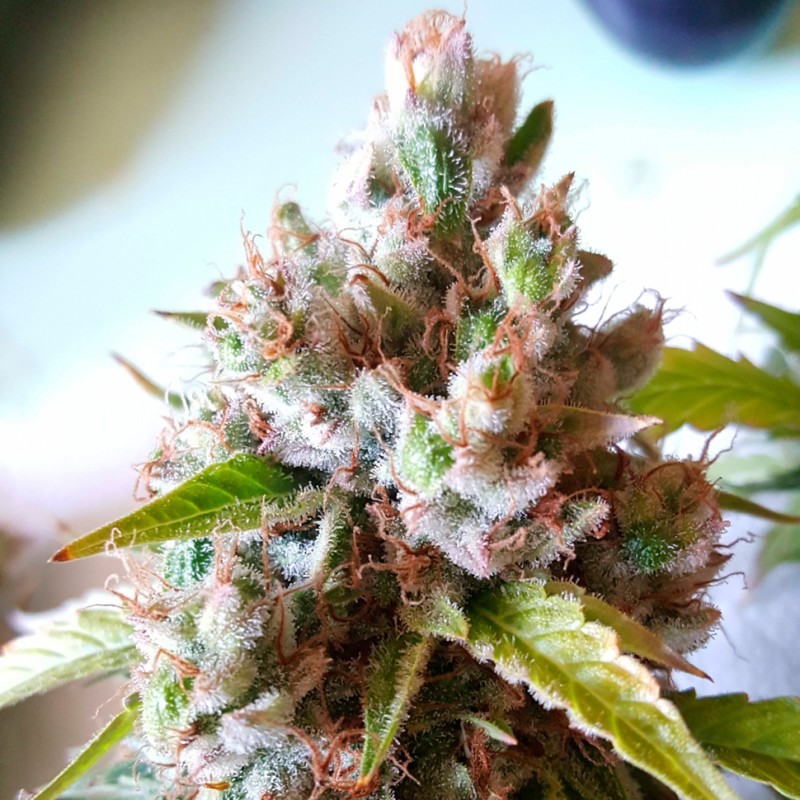 Auto Royal Creamatic feminised Ganja Seeds - 4 насінини